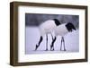 Red-Crowned Cranes Feeding in Snow-DLILLC-Framed Photographic Print