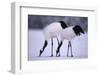Red-Crowned Cranes Feeding in Snow-DLILLC-Framed Photographic Print
