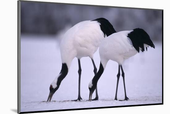 Red-Crowned Cranes Feeding in Snow-DLILLC-Mounted Photographic Print