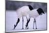 Red-Crowned Cranes Feeding in Snow-DLILLC-Mounted Photographic Print