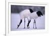 Red-Crowned Cranes Feeding in Snow-DLILLC-Framed Photographic Print