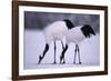 Red-Crowned Cranes Feeding in Snow-DLILLC-Framed Photographic Print