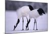 Red-Crowned Cranes Feeding in Snow-DLILLC-Mounted Photographic Print