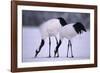 Red-Crowned Cranes Feeding in Snow-DLILLC-Framed Photographic Print