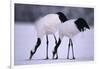 Red-Crowned Cranes Feeding in Snow-DLILLC-Framed Photographic Print