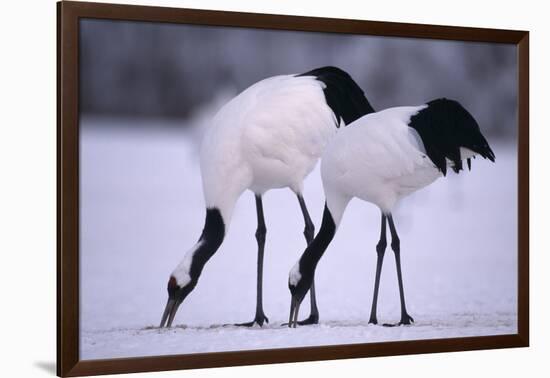 Red-Crowned Cranes Feeding in Snow-DLILLC-Framed Photographic Print