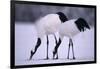 Red-Crowned Cranes Feeding in Snow-DLILLC-Framed Photographic Print