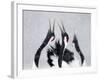 Red-Crowned Cranes (Grus Japonensis) Displaying And Calling In Snow, Hokkaido, Japan, February-Markus Varesvuo-Framed Photographic Print