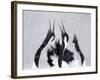 Red-Crowned Cranes (Grus Japonensis) Displaying And Calling In Snow, Hokkaido, Japan, February-Markus Varesvuo-Framed Photographic Print