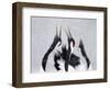 Red-Crowned Cranes (Grus Japonensis) Displaying And Calling In Snow, Hokkaido, Japan, February-Markus Varesvuo-Framed Photographic Print