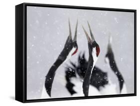 Red-Crowned Cranes (Grus Japonensis) Displaying And Calling In Snow, Hokkaido, Japan, February-Markus Varesvuo-Framed Stretched Canvas