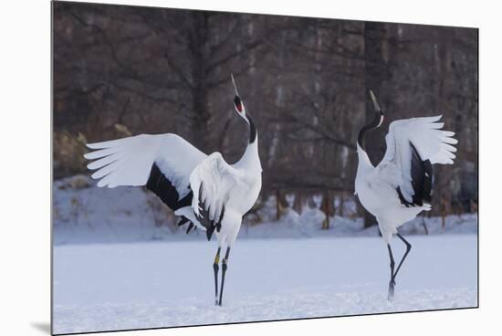 Red-crowned cranes, Hokkaido Island, Japan-Art Wolfe-Mounted Premium Photographic Print