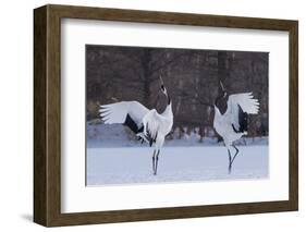 Red-crowned cranes, Hokkaido Island, Japan-Art Wolfe-Framed Photographic Print