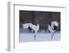 Red-crowned cranes, Hokkaido Island, Japan-Art Wolfe-Framed Photographic Print