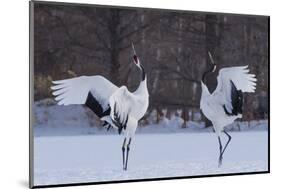 Red-crowned cranes, Hokkaido Island, Japan-Art Wolfe-Mounted Photographic Print