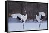 Red-crowned cranes, Hokkaido Island, Japan-Art Wolfe-Framed Stretched Canvas