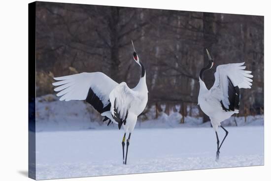 Red-crowned cranes, Hokkaido Island, Japan-Art Wolfe-Stretched Canvas