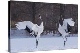 Red-crowned cranes, Hokkaido Island, Japan-Art Wolfe-Stretched Canvas
