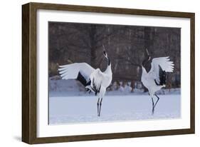 Red-crowned cranes, Hokkaido Island, Japan-Art Wolfe-Framed Photographic Print