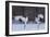 Red-crowned cranes, Hokkaido Island, Japan-Art Wolfe-Framed Photographic Print