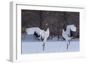 Red-crowned cranes, Hokkaido Island, Japan-Art Wolfe-Framed Photographic Print