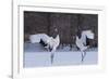 Red-crowned cranes, Hokkaido Island, Japan-Art Wolfe-Framed Photographic Print