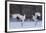 Red-crowned cranes, Hokkaido Island, Japan-Art Wolfe-Framed Photographic Print