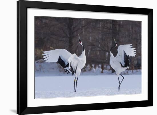 Red-crowned cranes, Hokkaido Island, Japan-Art Wolfe-Framed Photographic Print