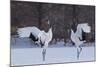 Red-crowned cranes, Hokkaido Island, Japan-Art Wolfe-Mounted Photographic Print