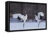 Red-crowned cranes, Hokkaido Island, Japan-Art Wolfe-Framed Stretched Canvas