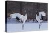 Red-crowned cranes, Hokkaido Island, Japan-Art Wolfe-Stretched Canvas