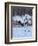 Red-crowned cranes, Hokkaido, Japan-Art Wolfe Wolfe-Framed Photographic Print