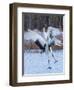 Red-crowned cranes, Hokkaido, Japan-Art Wolfe Wolfe-Framed Photographic Print