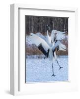 Red-crowned cranes, Hokkaido, Japan-Art Wolfe Wolfe-Framed Photographic Print