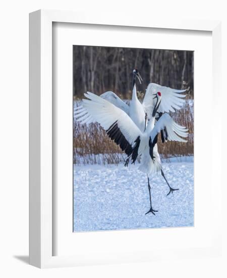 Red-crowned cranes, Hokkaido, Japan-Art Wolfe Wolfe-Framed Photographic Print