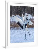 Red-crowned cranes, Hokkaido, Japan-Art Wolfe Wolfe-Framed Photographic Print