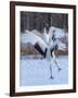 Red-crowned cranes, Hokkaido, Japan-Art Wolfe Wolfe-Framed Photographic Print