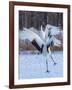 Red-crowned cranes, Hokkaido, Japan-Art Wolfe Wolfe-Framed Photographic Print