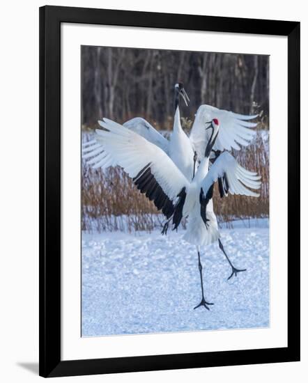 Red-crowned cranes, Hokkaido, Japan-Art Wolfe Wolfe-Framed Photographic Print