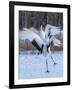 Red-crowned cranes, Hokkaido, Japan-Art Wolfe Wolfe-Framed Photographic Print