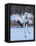 Red-crowned cranes, Hokkaido, Japan-Art Wolfe Wolfe-Framed Stretched Canvas