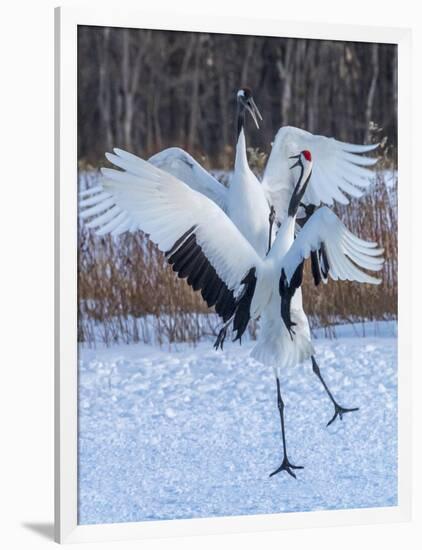 Red-crowned cranes, Hokkaido, Japan-Art Wolfe Wolfe-Framed Photographic Print