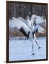 Red-crowned cranes, Hokkaido, Japan-Art Wolfe Wolfe-Framed Photographic Print