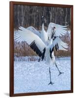 Red-crowned cranes, Hokkaido, Japan-Art Wolfe Wolfe-Framed Photographic Print