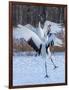 Red-crowned cranes, Hokkaido, Japan-Art Wolfe Wolfe-Framed Photographic Print