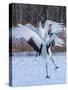 Red-crowned cranes, Hokkaido, Japan-Art Wolfe Wolfe-Stretched Canvas