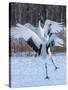 Red-crowned cranes, Hokkaido, Japan-Art Wolfe Wolfe-Stretched Canvas