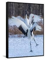 Red-crowned cranes, Hokkaido, Japan-Art Wolfe Wolfe-Framed Stretched Canvas