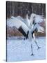 Red-crowned cranes, Hokkaido, Japan-Art Wolfe Wolfe-Stretched Canvas