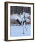 Red-crowned cranes, Hokkaido, Japan-Art Wolfe Wolfe-Framed Photographic Print